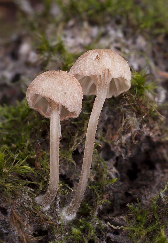 Entoloma rhodocylix